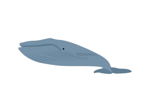 Blue Whale Fish Animal: A Creative Asset for Modern Design
