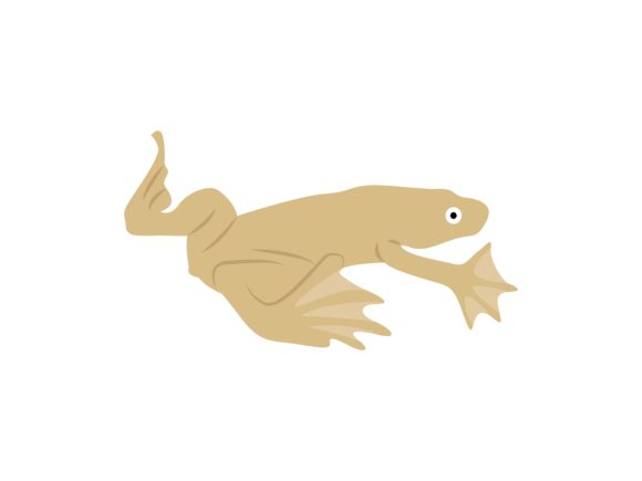Discover the Pipa Pipa Frog Animal: A Unique Design Asset