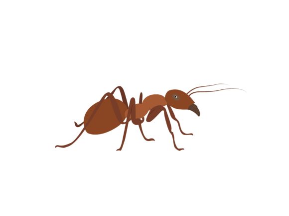 Red Ant Animal: More Than Just a Cute Illustration