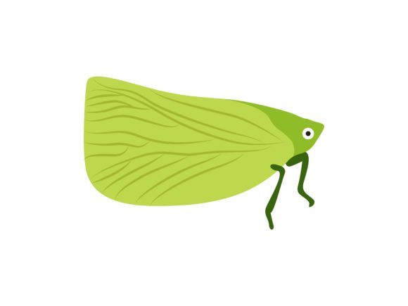 The Katydid Insect Animal: A Designer's Guide to This Versatile Illustration