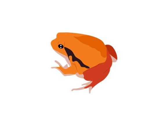 The Unique Charm of the Tomato Frog Animal